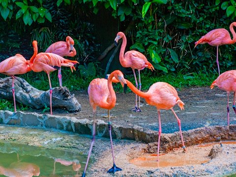World-Class Wildlife Guides