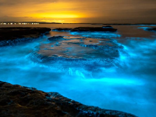 Batticaloa’s Bioluminescence Breakthrough: Blueprint for Sri Lanka’s First Guaranteed Glowing Lagoon Night Tours