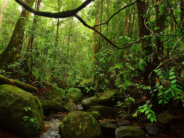 Sinharaja Forest Reserve