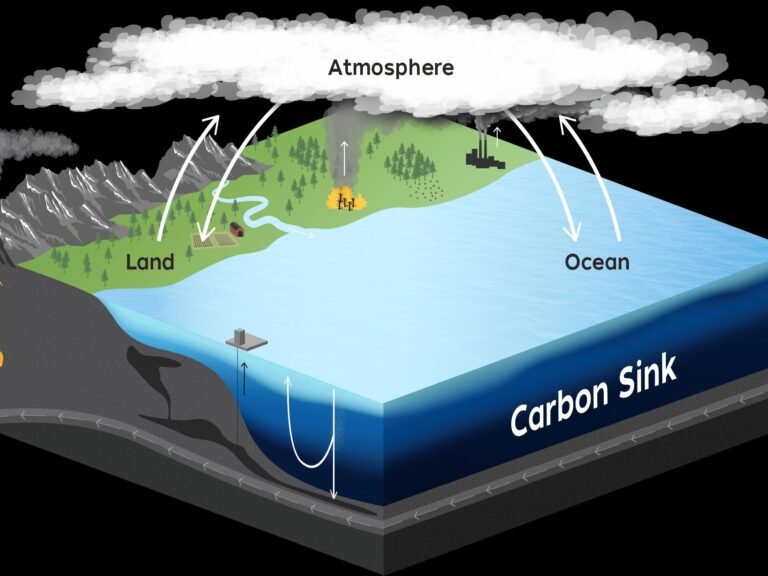 The Silent Carbon Sink
