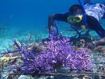 Coral Reef Restoration
